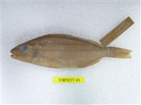 藏品(條紋鯻)的圖片